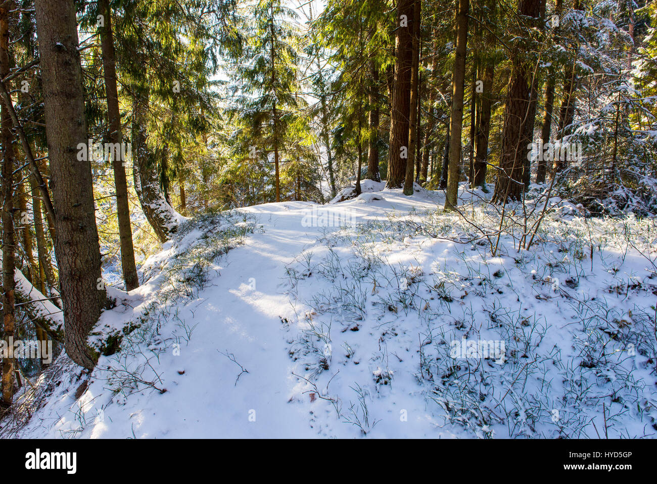 snowy winter forest landscape with snow covered trees and blue sky ...