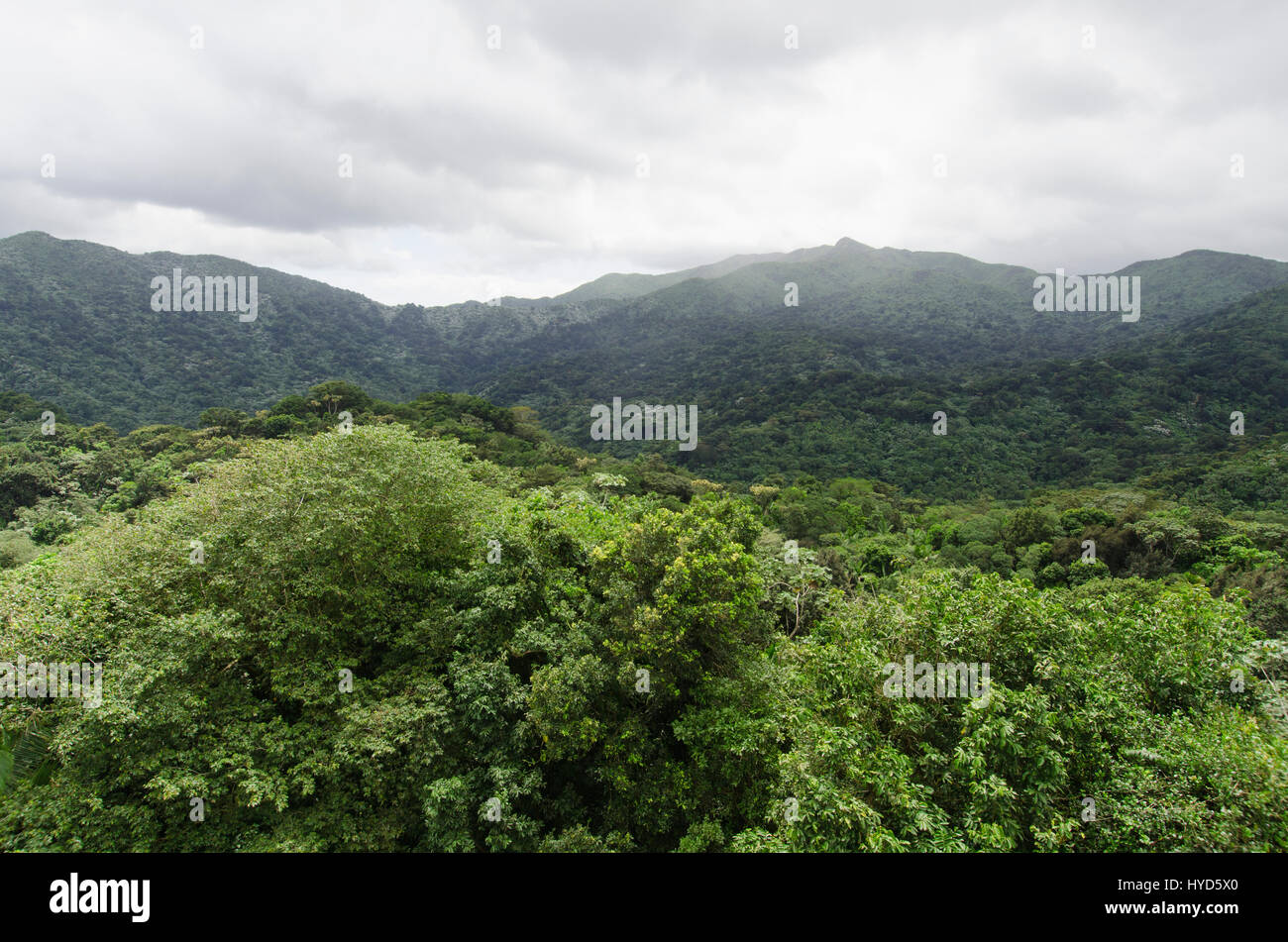 Puerto Rico, El Yunque National Forest, Green landscape Stock Photo - Alamy