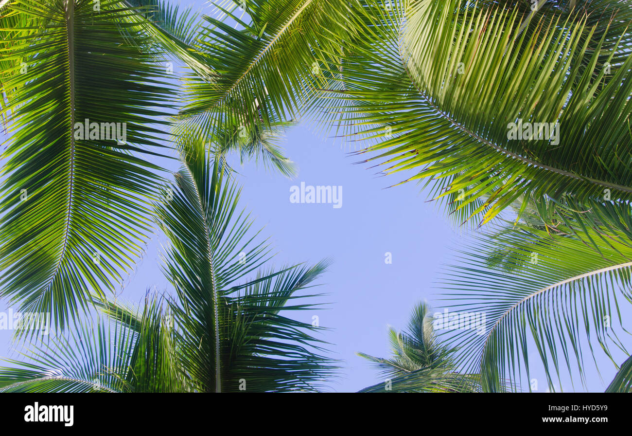 Puerto Rico. Palm leaves against blue sky Stock Photo
