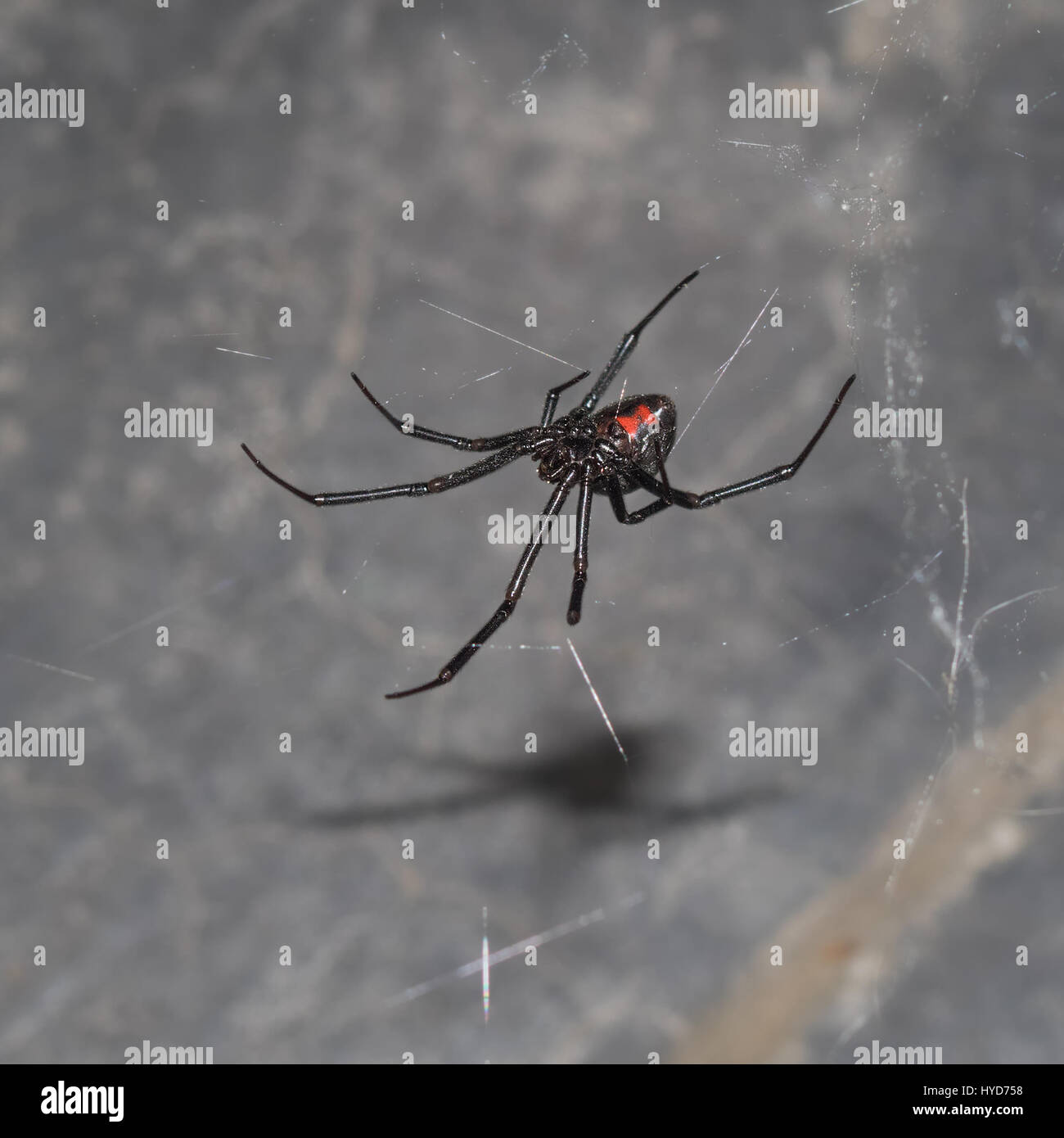 A largely misunderstood and harmless creature, black widows never bite unless squished along the length of their body. They are natural pest control. Stock Photo