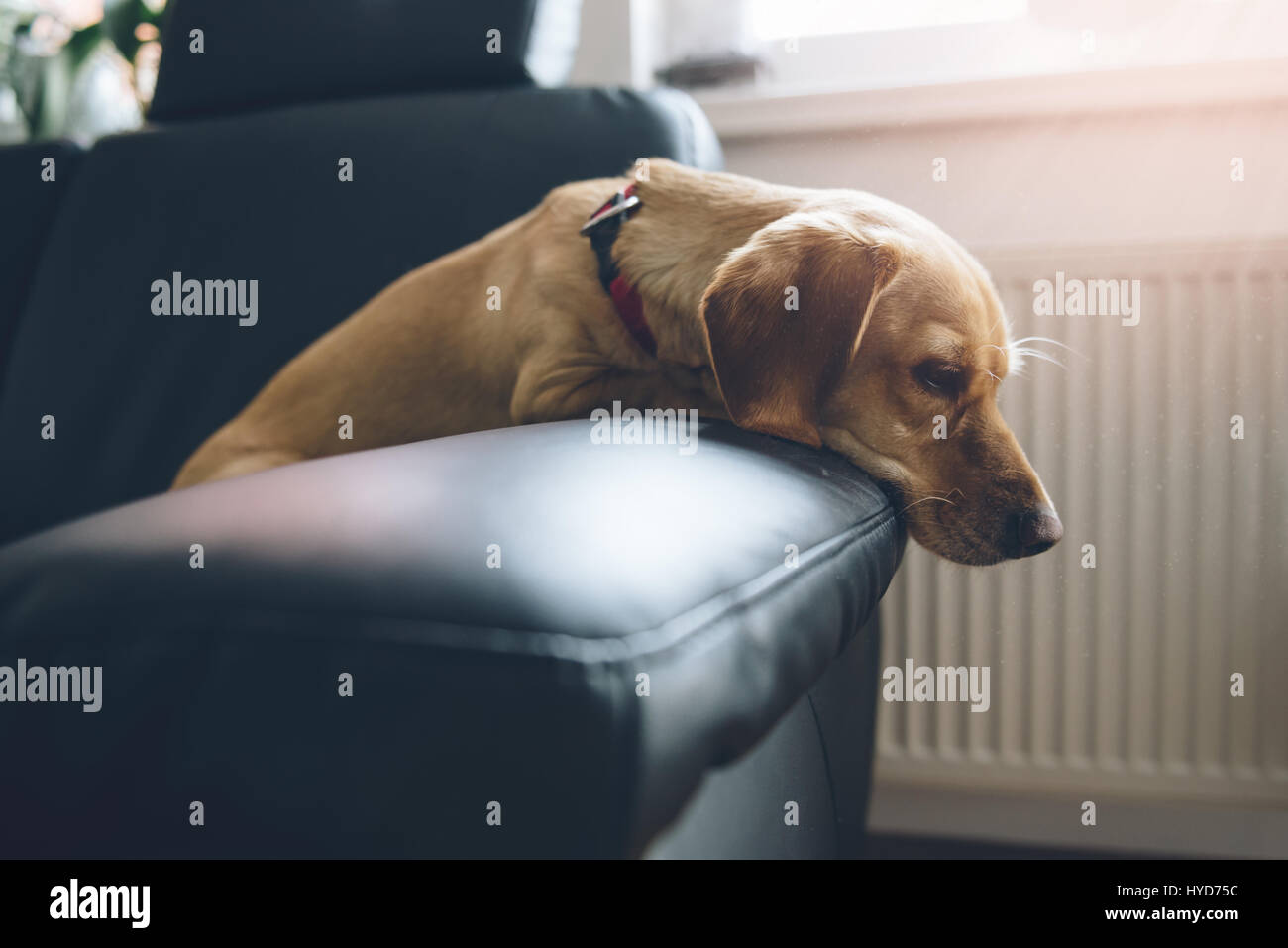 Small yellow dog sitting on black sofa Stock Photo - Alamy