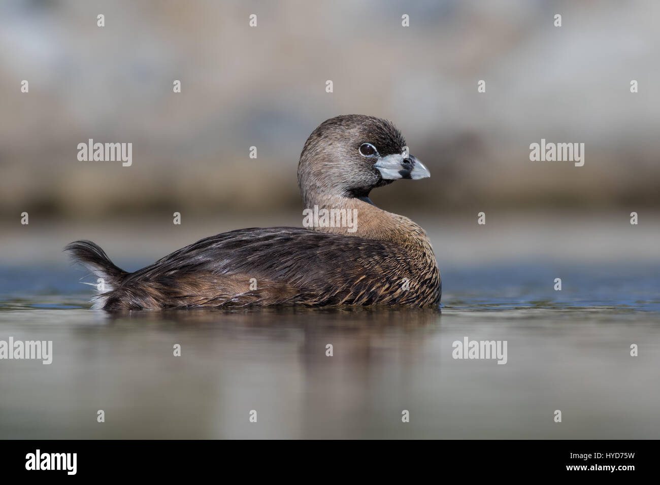 A Pied-billed Grebe cruises by during a lazy early afternoon at a cove where I photograph waterfowl. These are usually shy birds but this one was bold. Stock Photo