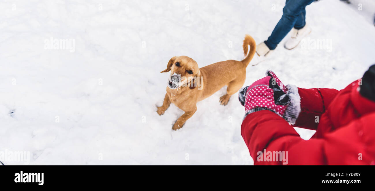 Small yellow dog enjoying on the snow Stock Photo