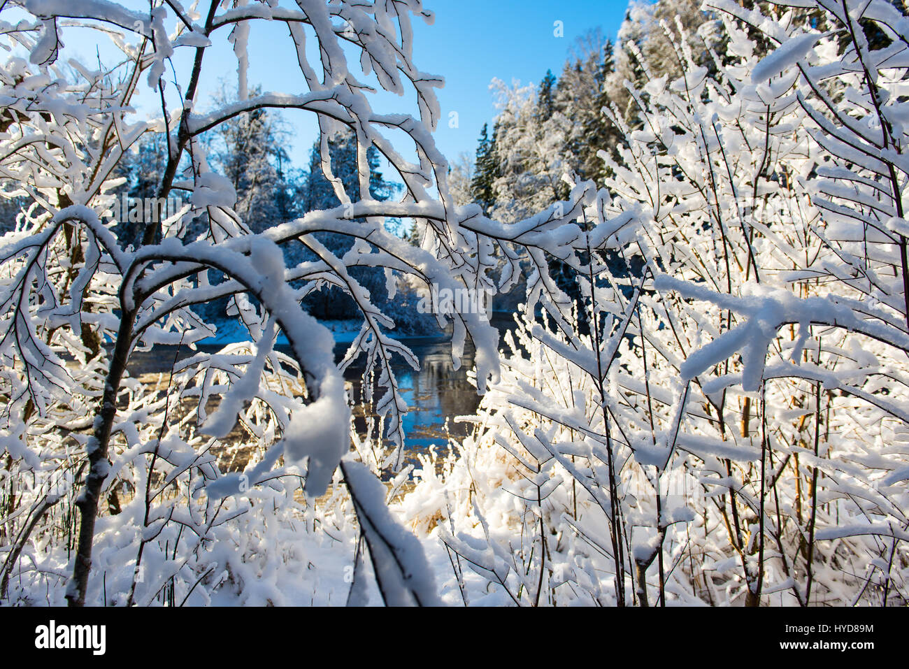 snowy winter trees on bright blue sky background Stock Photo - Alamy