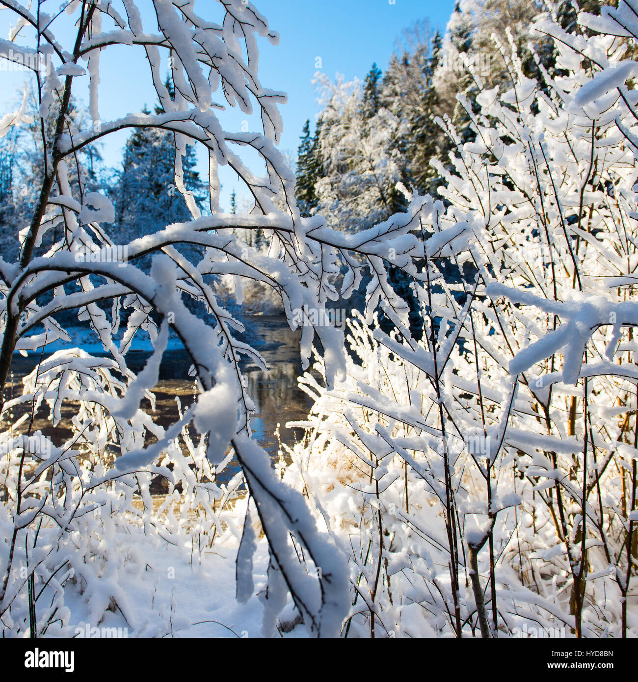 snowy winter trees on bright blue sky background Stock Photo - Alamy