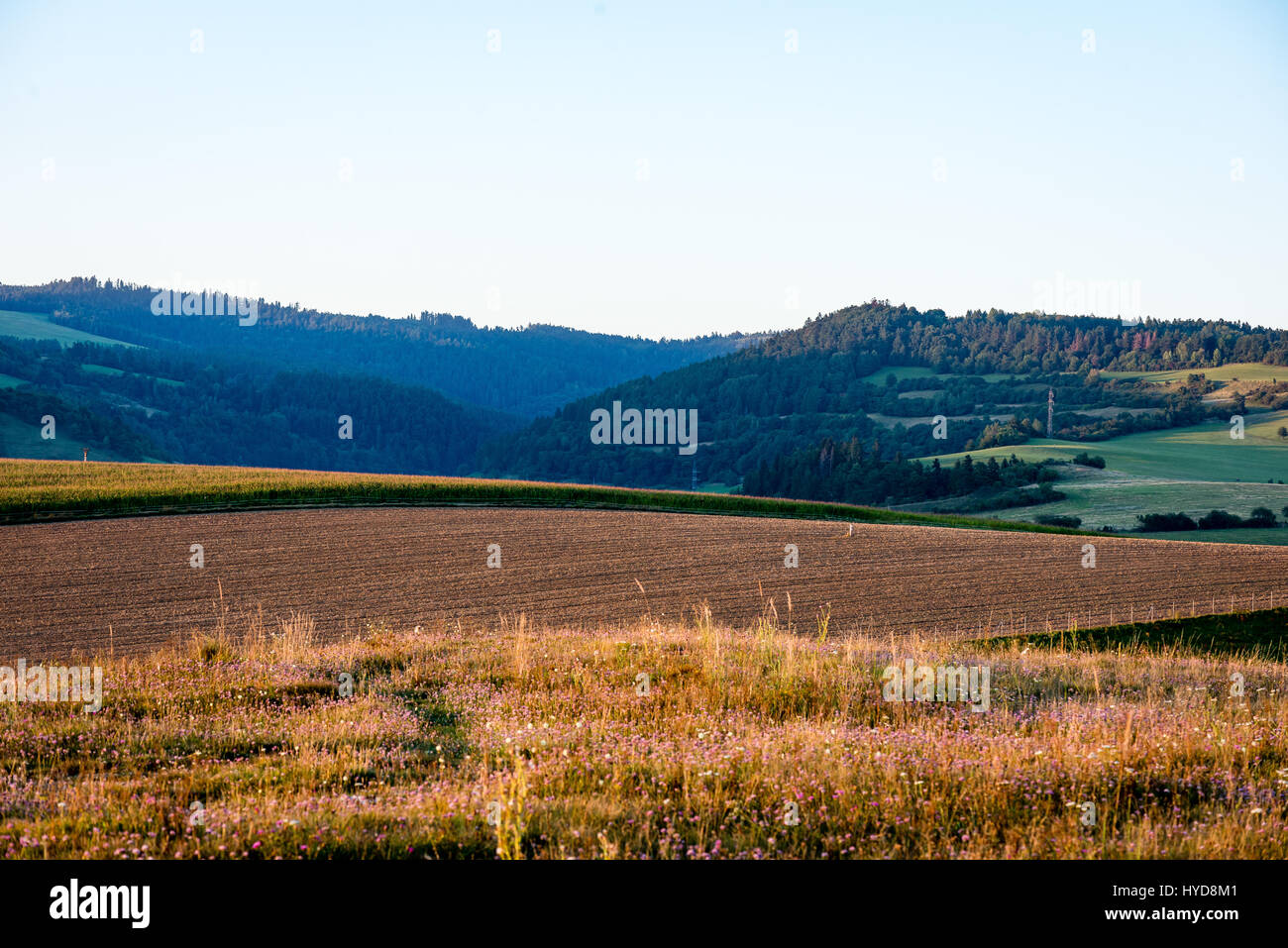 sunny meadow with flowers and green grass in summer at countryside ...