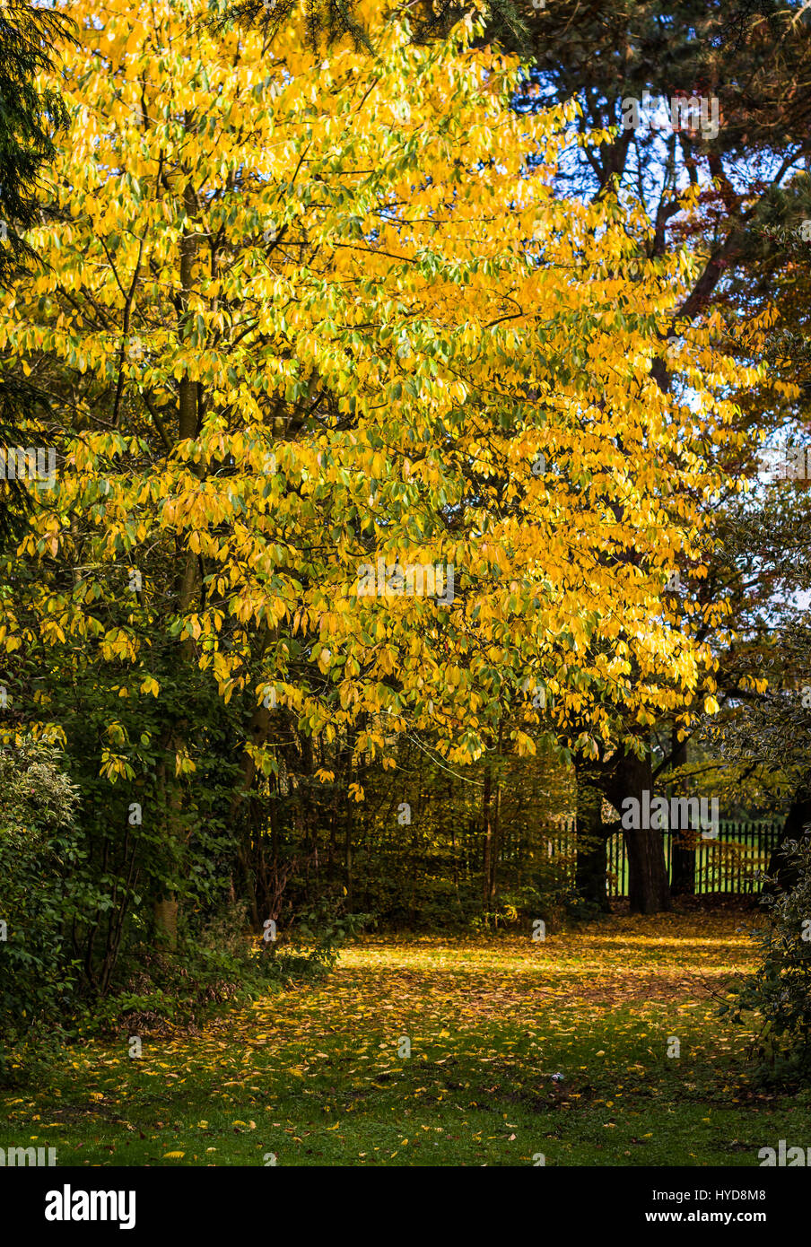 A beautiful large yellow tree stands in Ormeau park Belfast Stock Photo