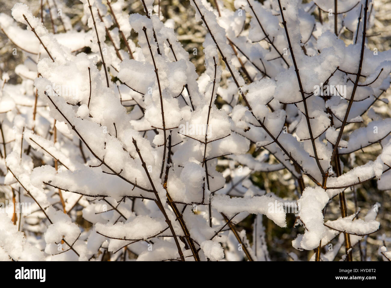 snowy winter trees on bright blue sky background Stock Photo - Alamy