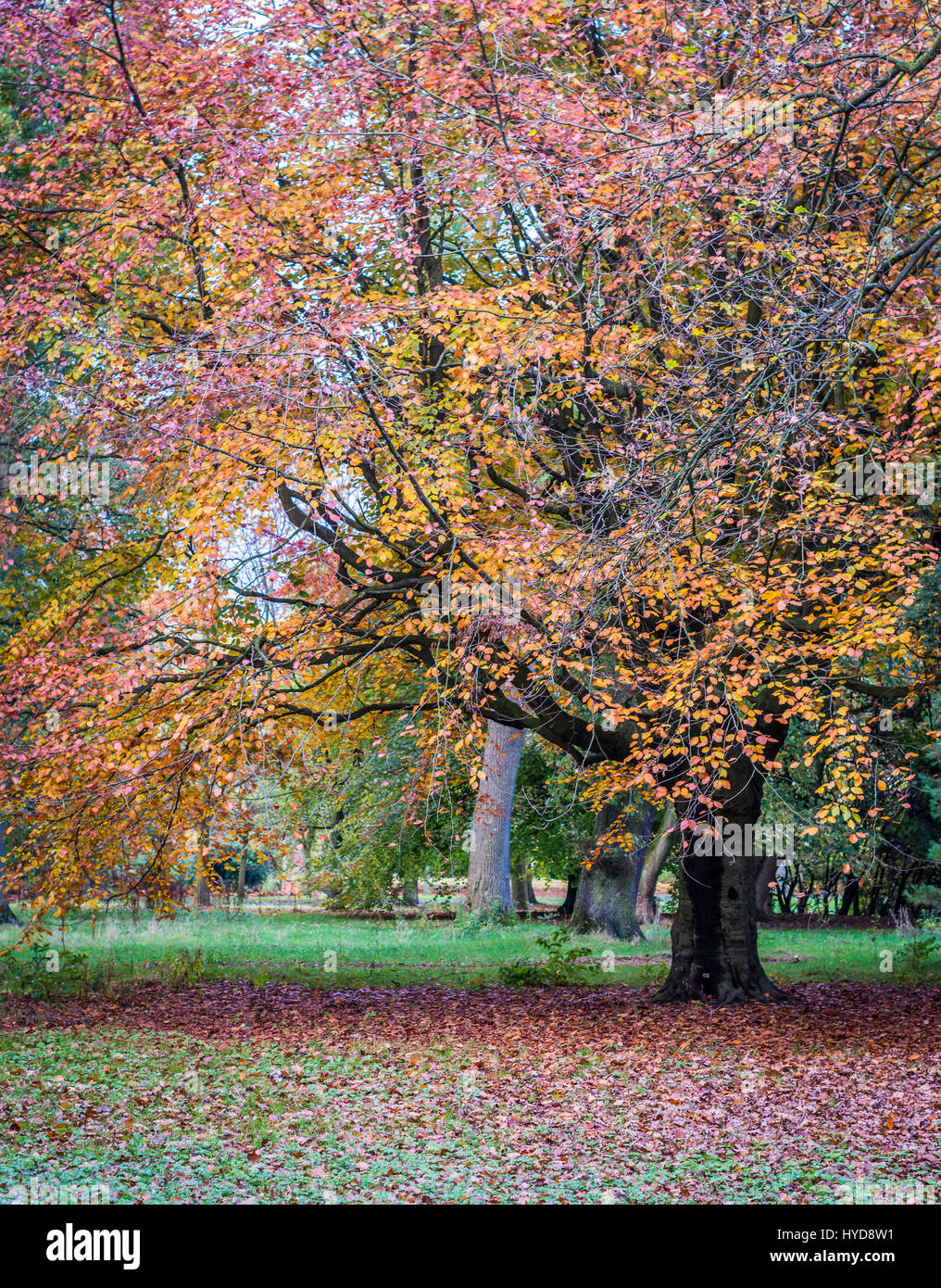 A stunning colourful autumn tree in Belfast's Ormeau Park. Stock Photo