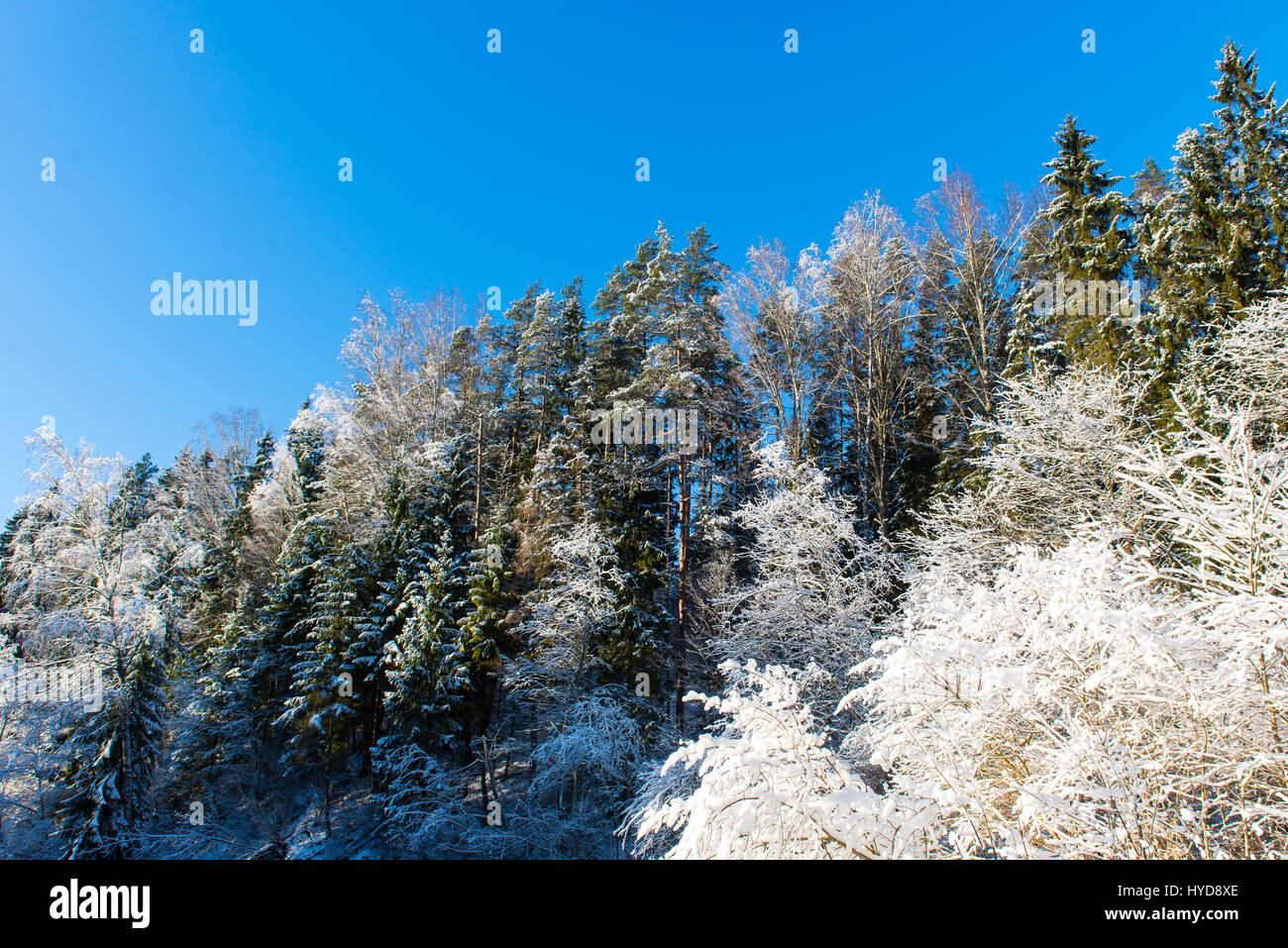 snowy winter trees on bright blue sky background Stock Photo - Alamy