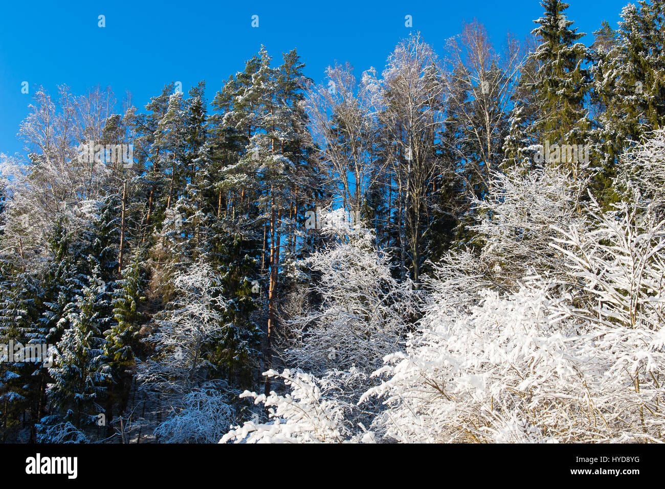snowy winter trees on bright blue sky background Stock Photo - Alamy