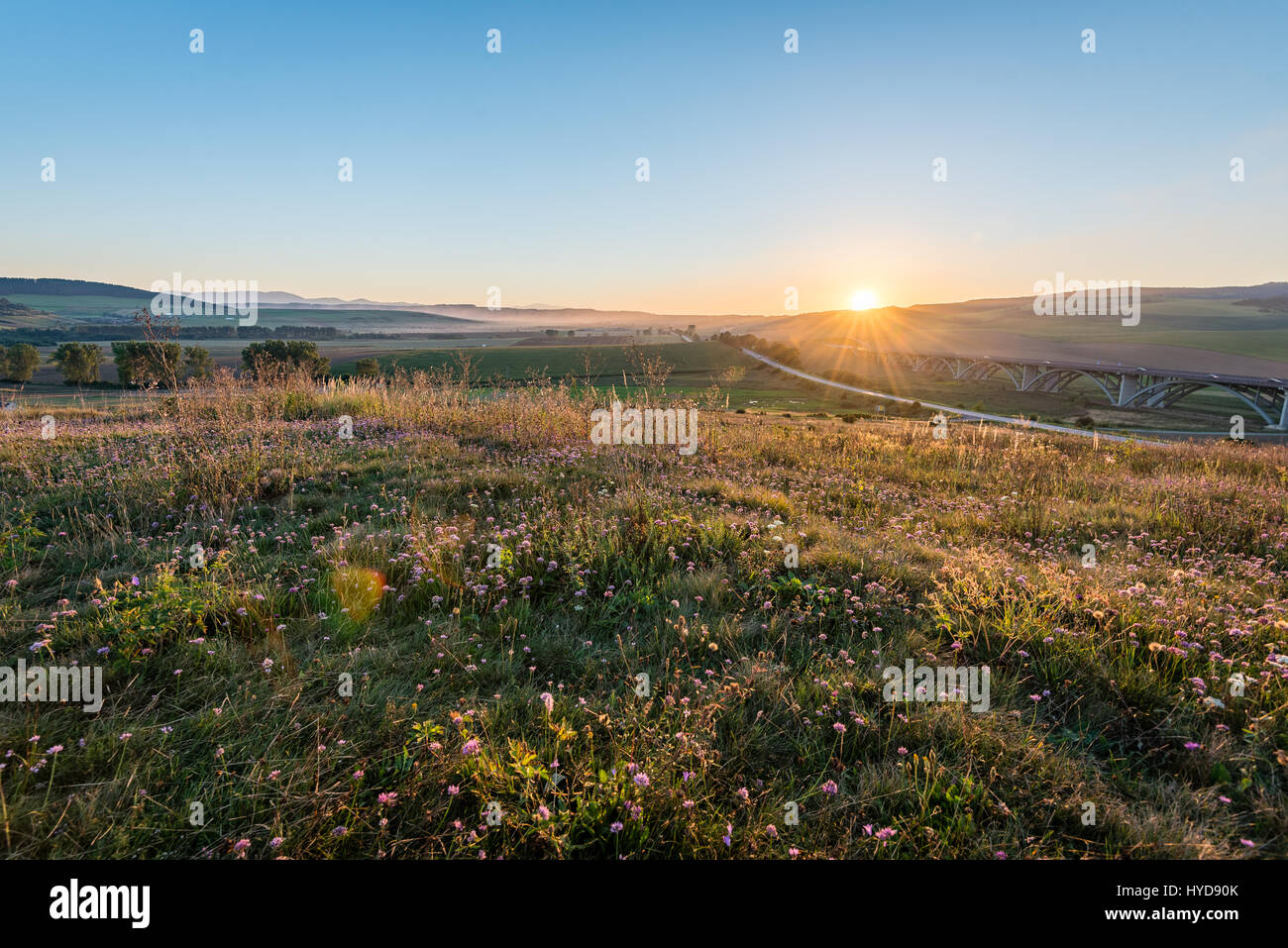 sunny meadow with flowers and green grass in summer at sunrise Stock ...