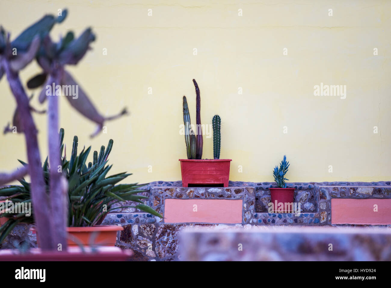 Cactus flower house decoration in balcony Stock Photo Alamy