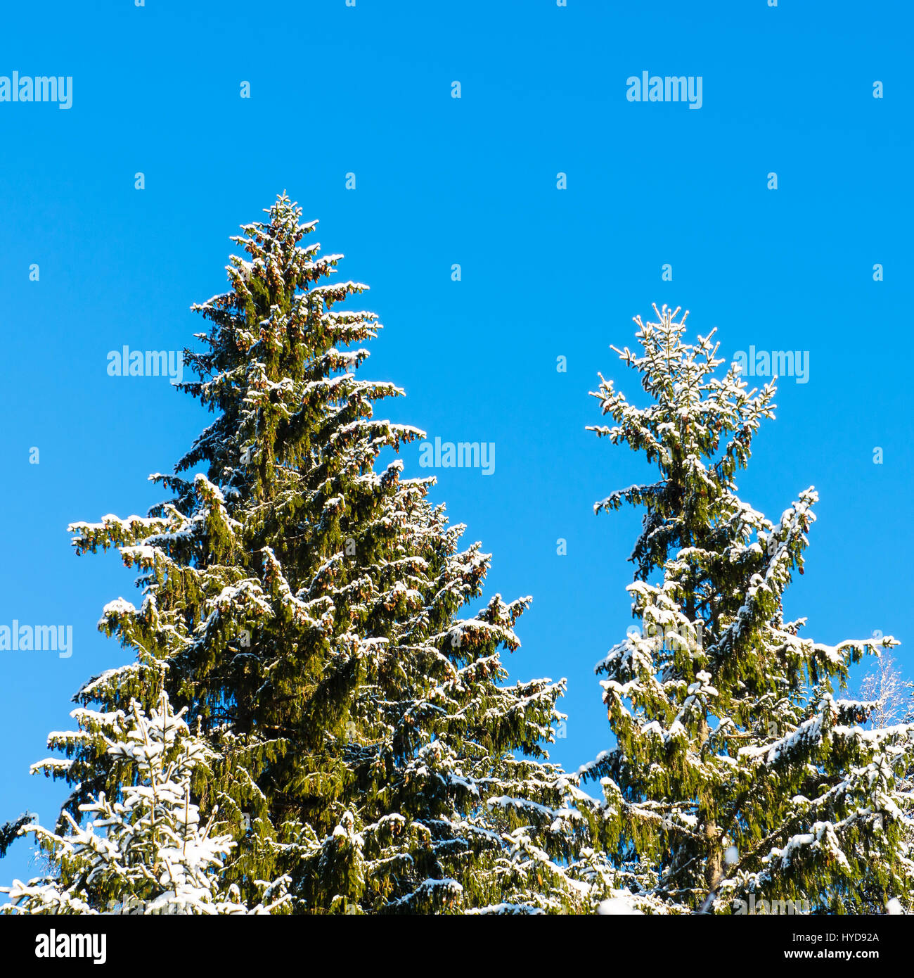 snowy winter trees on bright blue sky background Stock Photo - Alamy