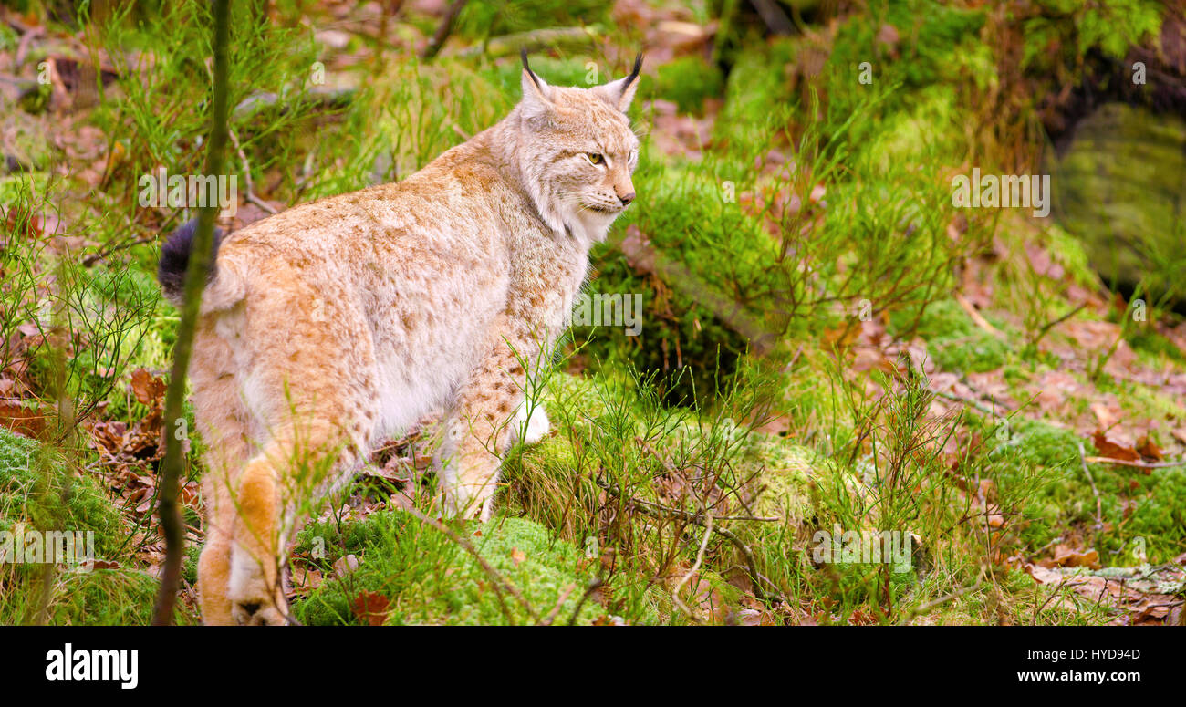 Beautiful european lynx cub walking in the forest Stock Photo