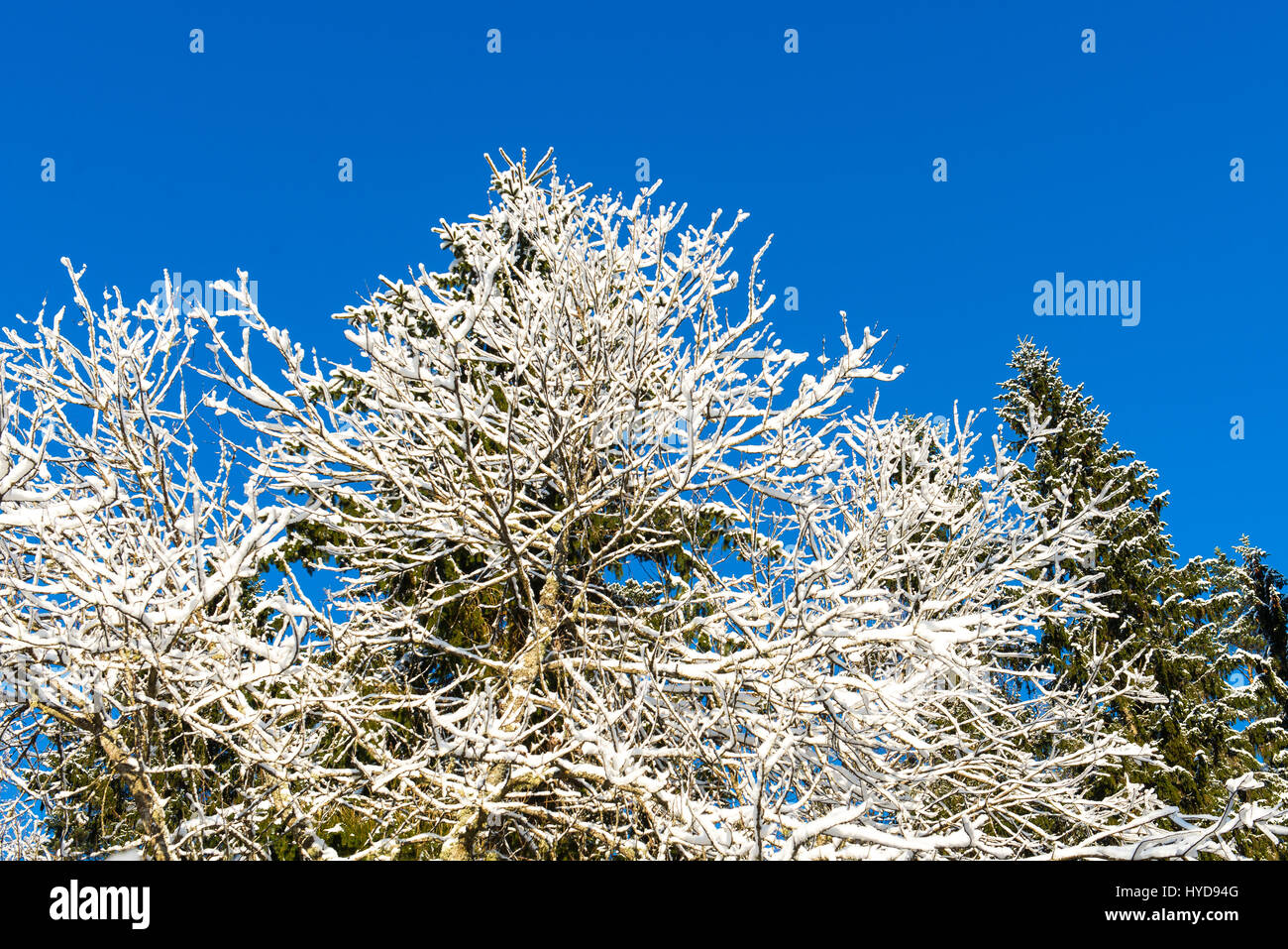 snowy winter trees on bright blue sky background Stock Photo - Alamy