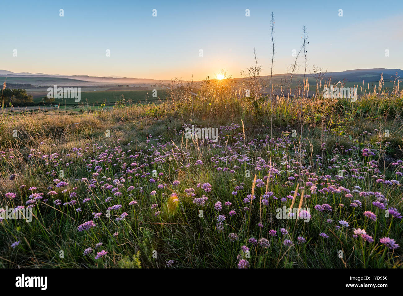 sunny meadow with flowers and green grass in summer at sunrise Stock ...