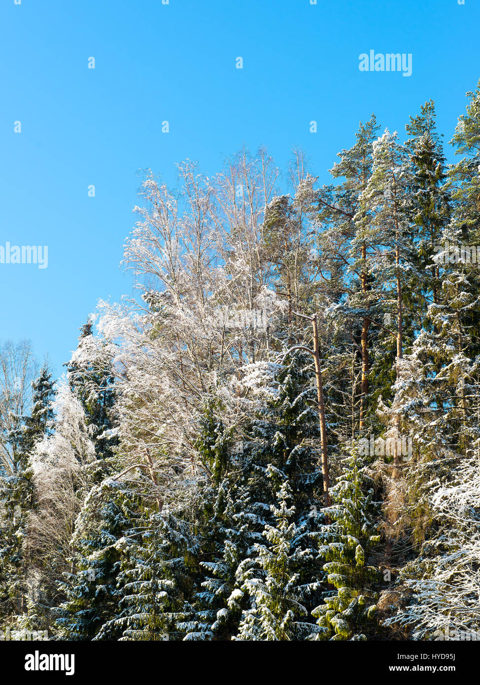 snowy winter trees on bright blue sky background Stock Photo - Alamy