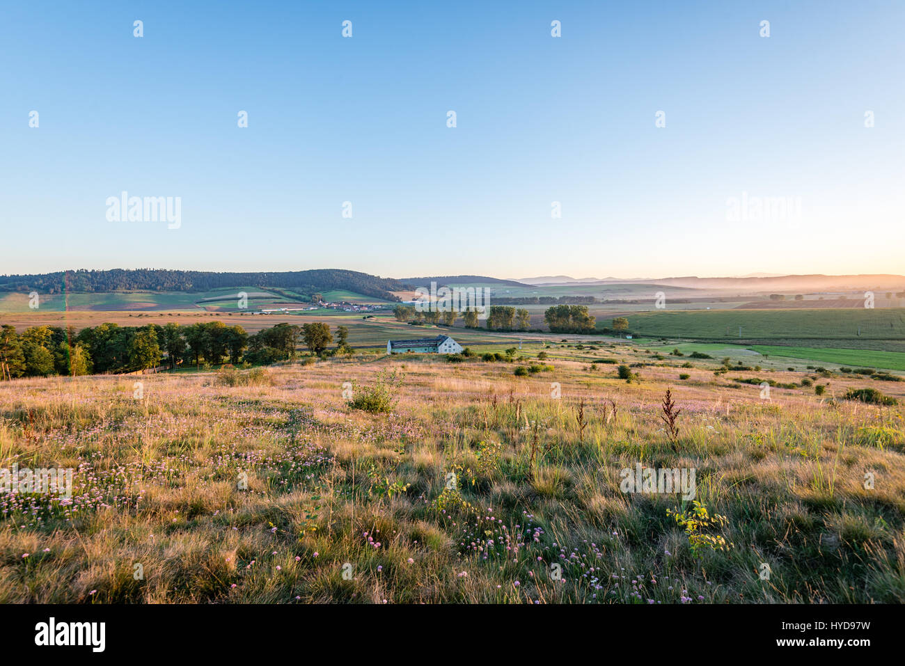 sunny meadow with flowers and green grass in summer at sunrise Stock ...
