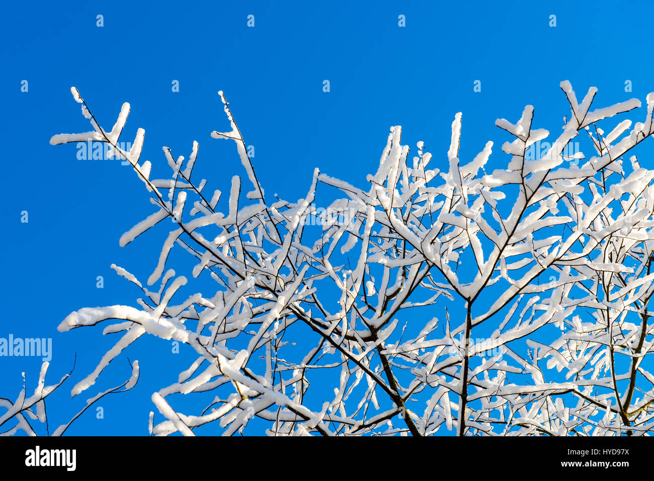 snowy winter trees on bright blue sky background Stock Photo - Alamy