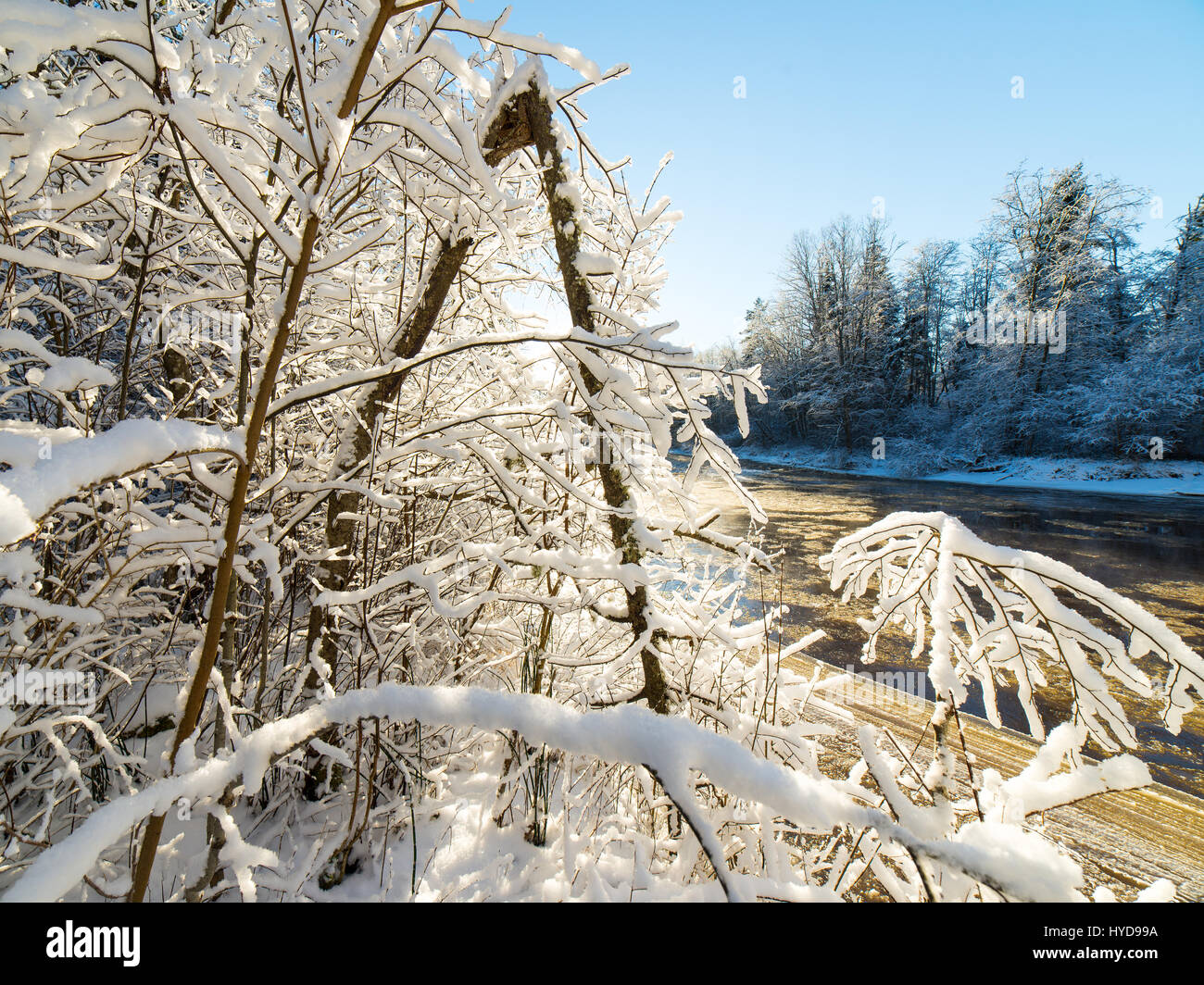 snowy winter trees on bright blue sky background Stock Photo - Alamy