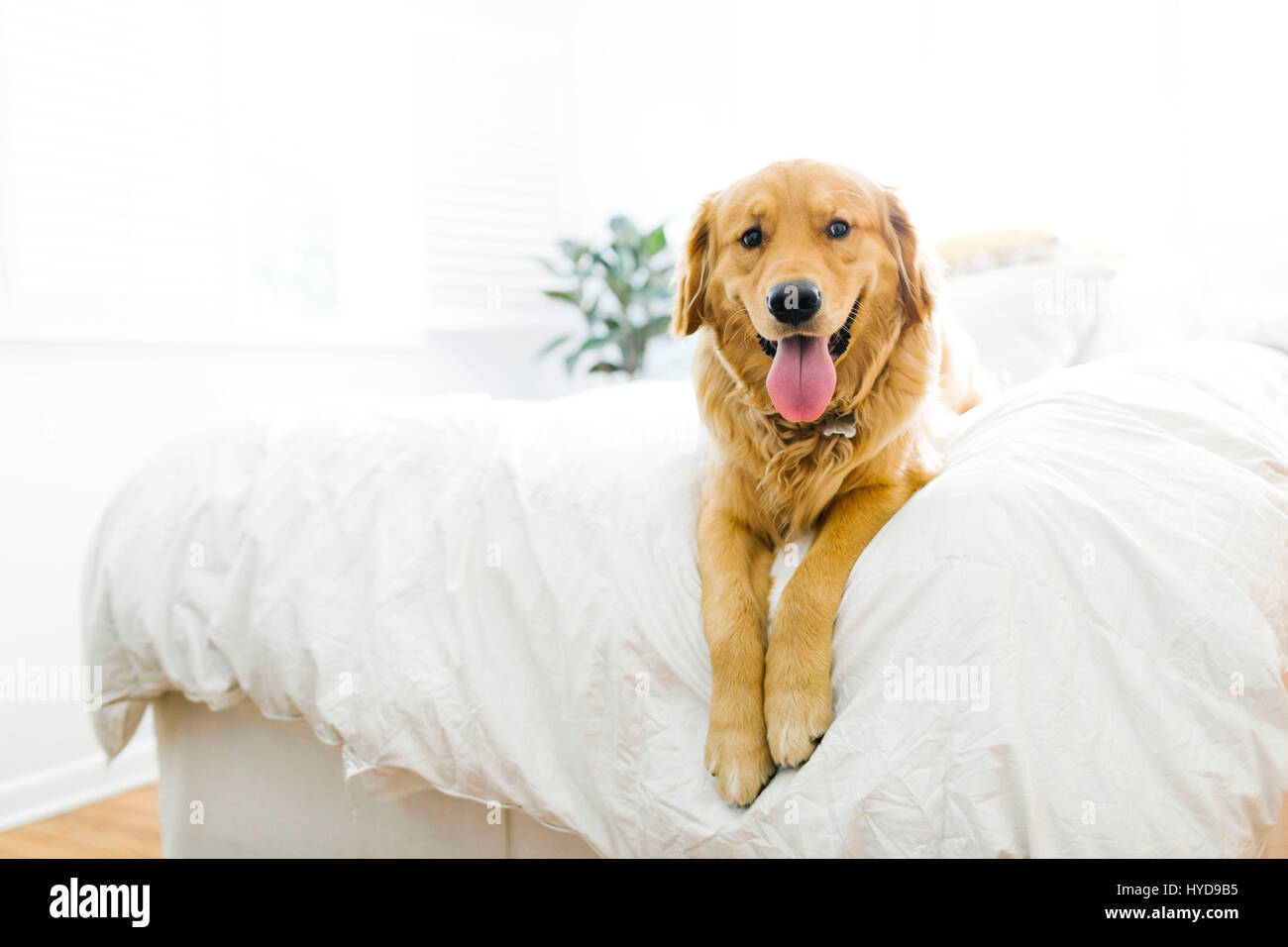 Portrait of golden retriever lying on bed Stock Photo Alamy