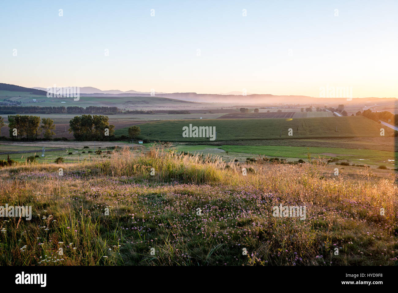 sunny meadow with flowers and green grass in summer at sunrise Stock ...