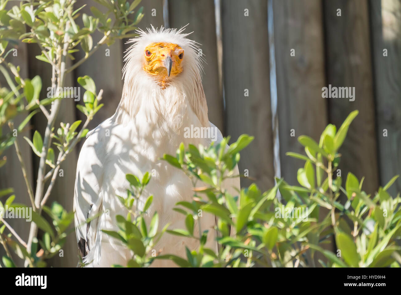 Alimoche on the branch of a tree, Neophron Precnopterus Stock Photo