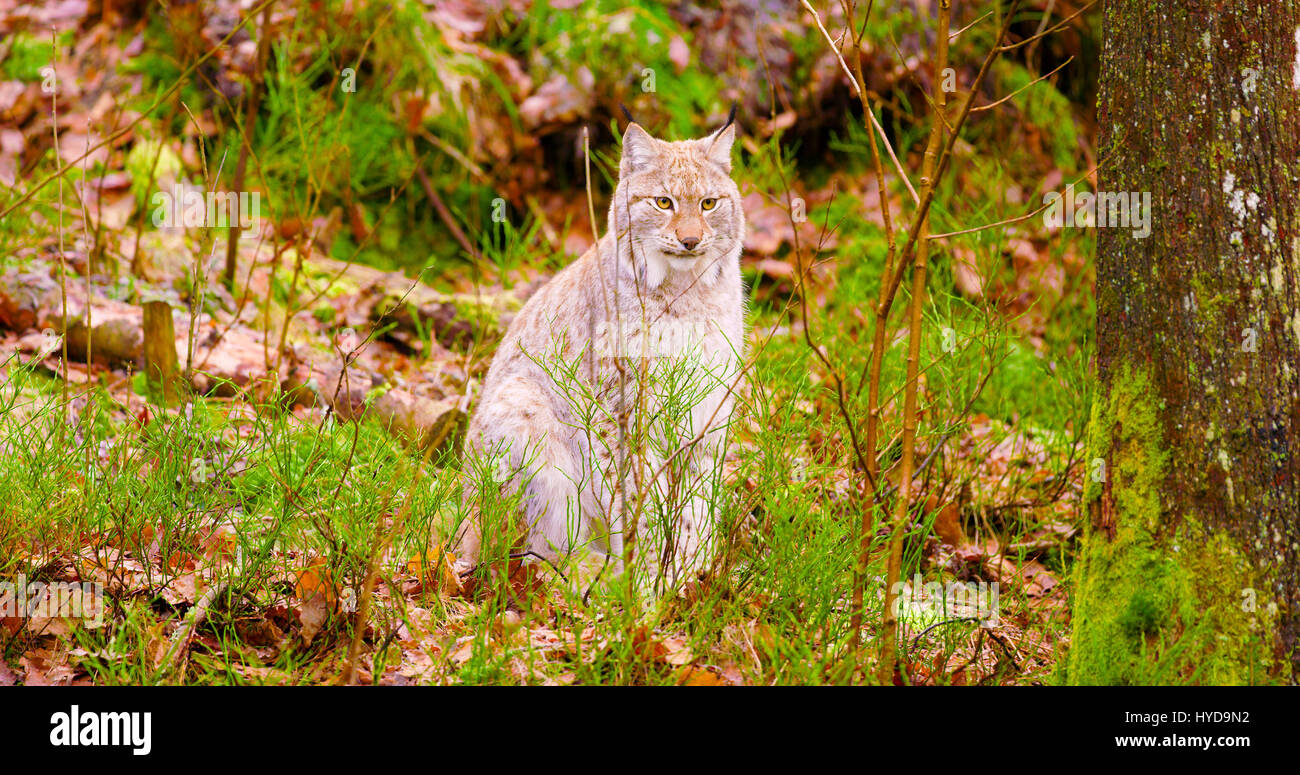 Eurasian lynx lynx lynx young hi-res stock photography and images - Alamy