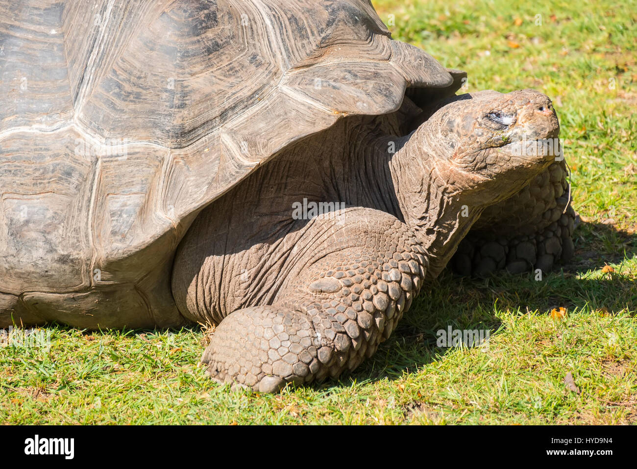 Giant tortoise basking in the sun, Tortoise Aldabra giant Stock Photo ...