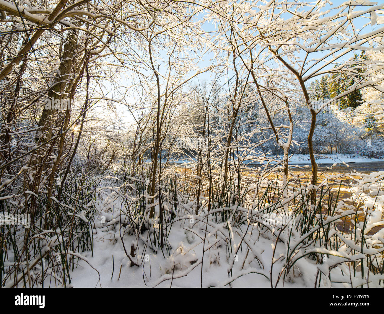 snowy winter trees on bright blue sky background Stock Photo - Alamy