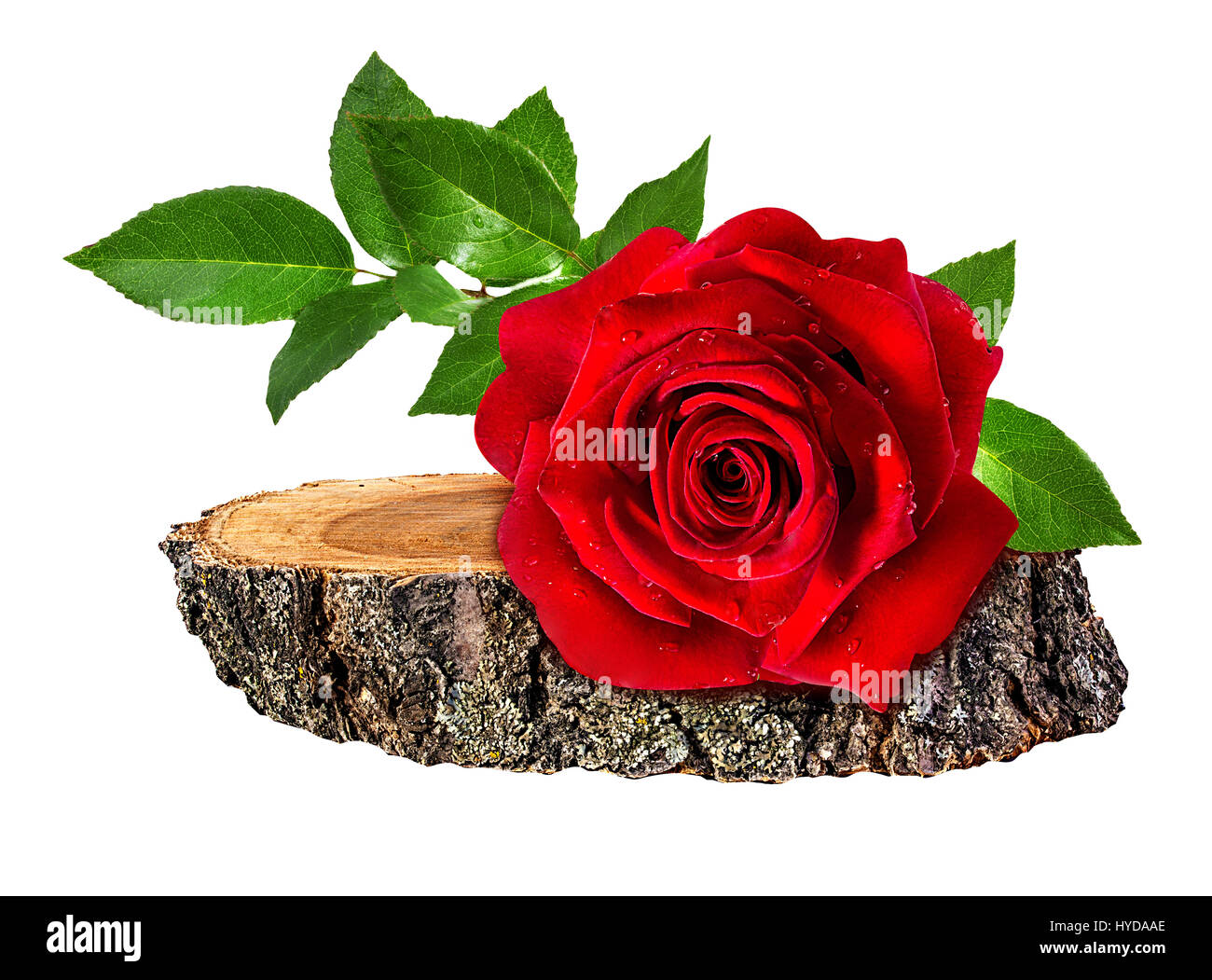 rose  on a wooden сross section of tree trunk isolated on white background Stock Photo