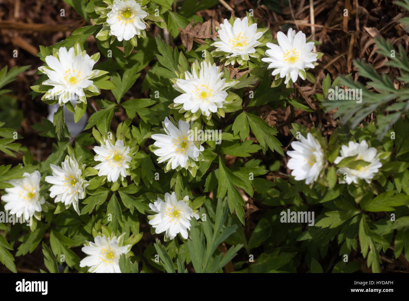 Flowers of the unusual double form of the wood anemone, Anemone nemorosa 'Bracteata Plena' Stock