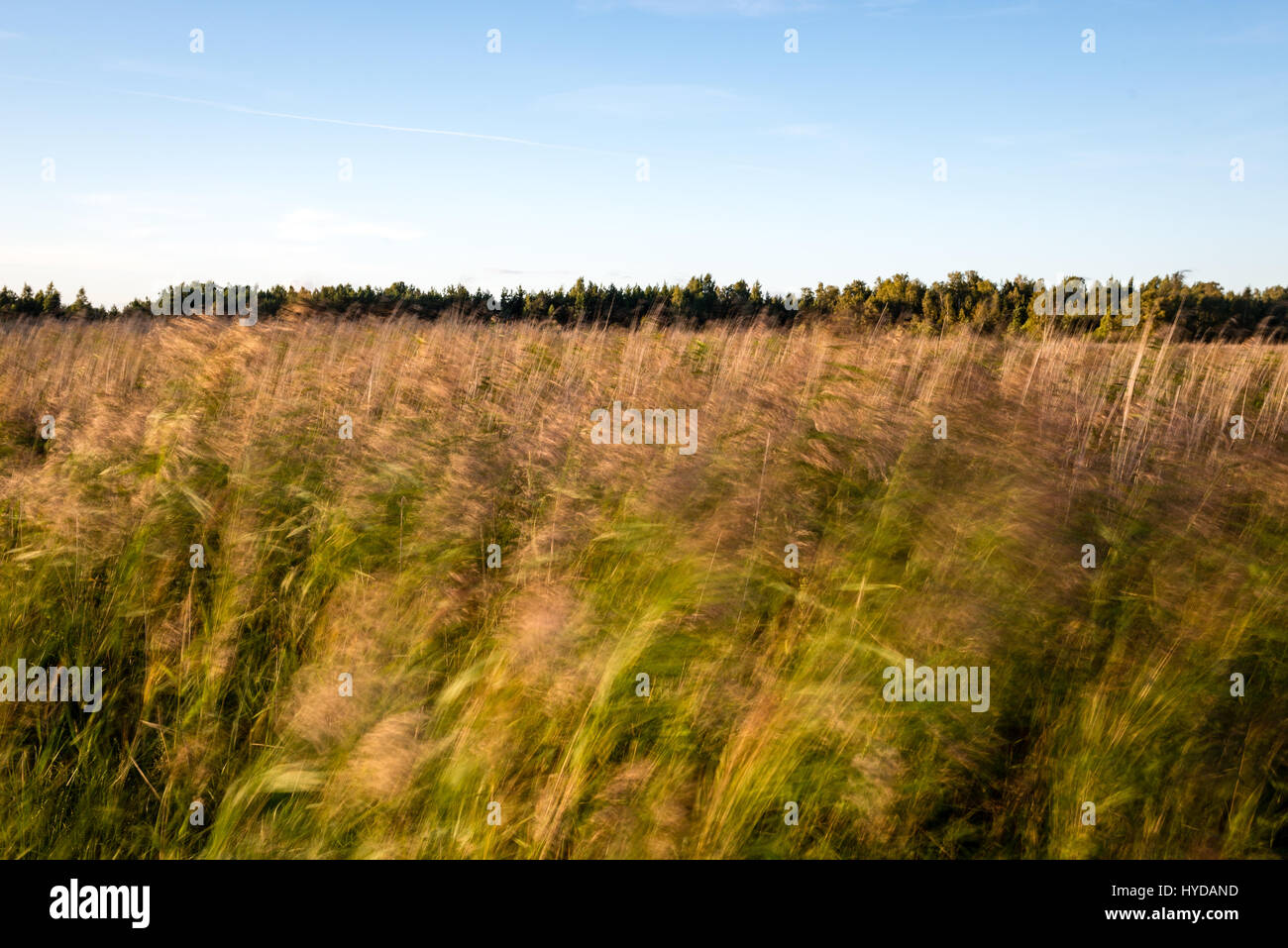 sunny meadow with flowers and green grass in summer at countryside ...