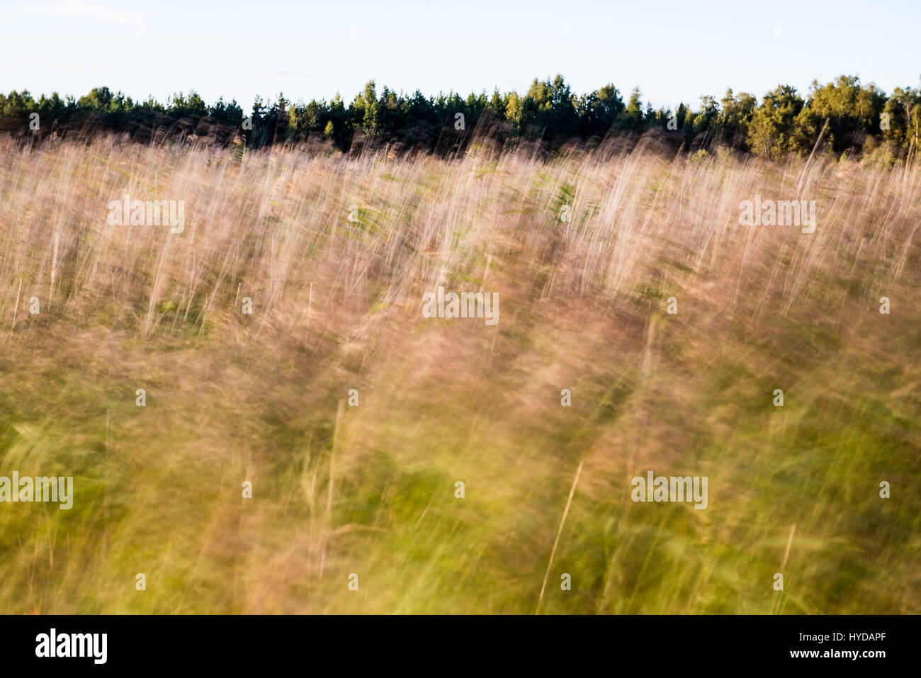 sunny meadow with flowers and green grass in summer at countryside ...
