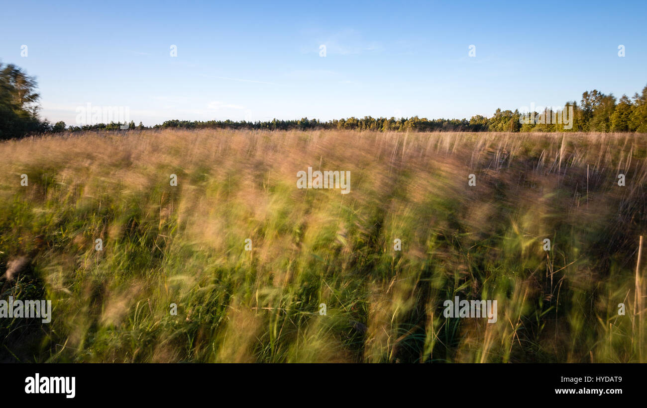 sunny meadow with flowers and green grass in summer at countryside ...