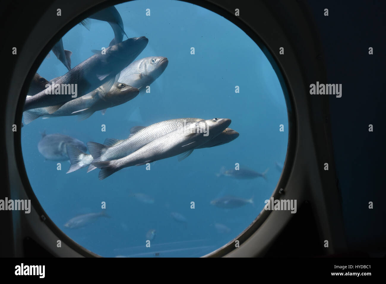 View Through Ship Window To Blue Water Underwater Ship Stock Photo Alamy