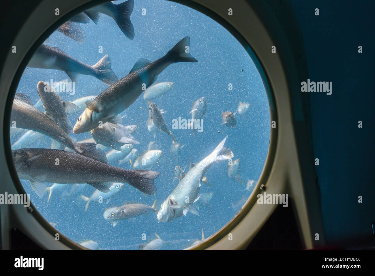 View Through Ship Window To Blue Water Underwater Ship Stock Photo Alamy