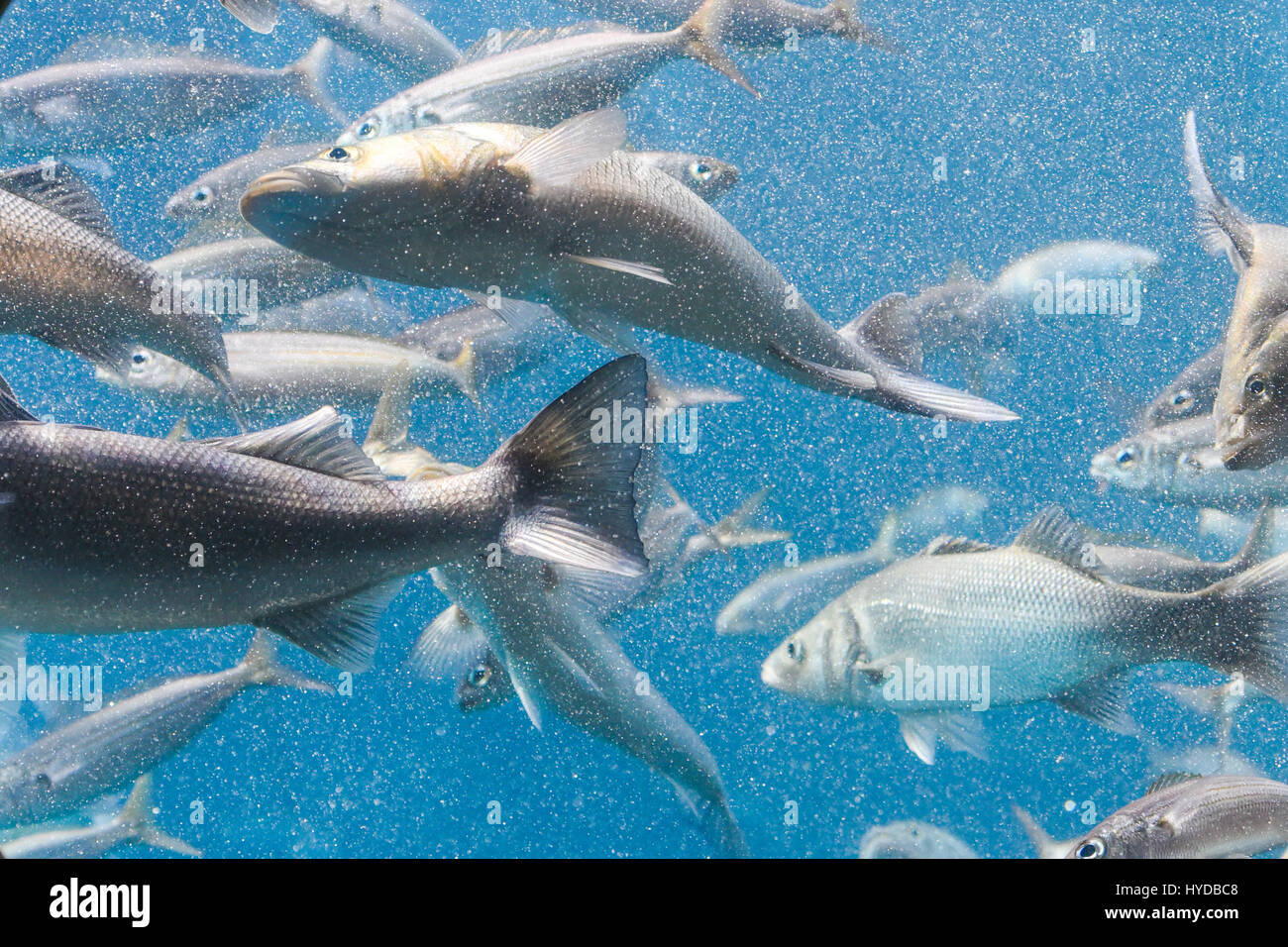 Underwater scenery of deep blue ocean Stock Photo