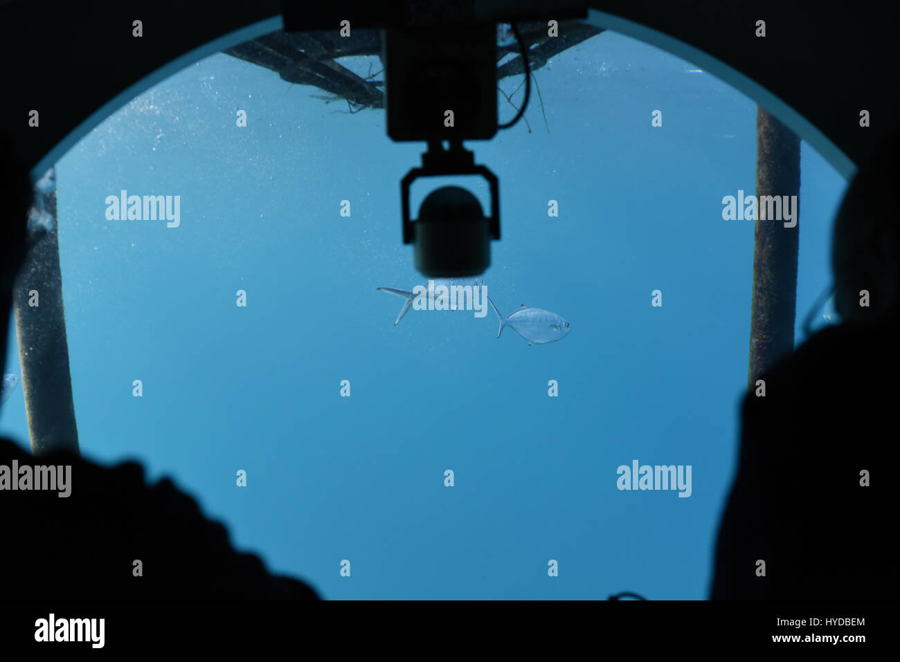 Submarine underwater tour Stock Photo - Alamy