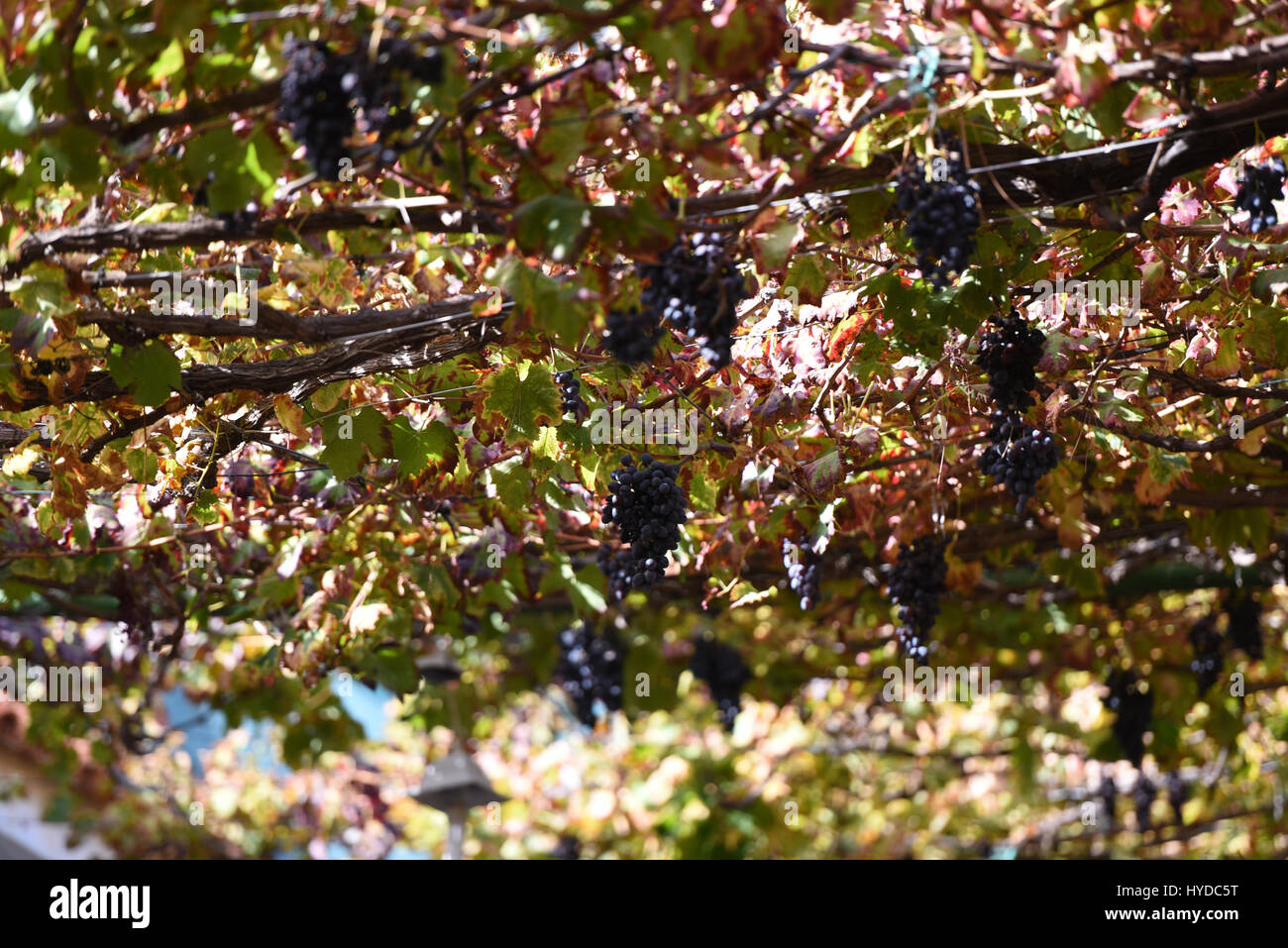 Grapes in winery for wine production Stock Photo Alamy