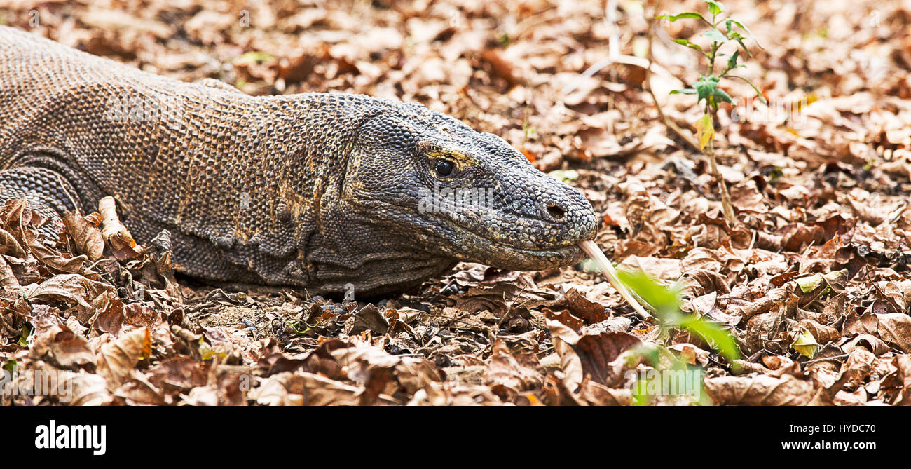 Komodo Dragon with long tongue Stock Photo Alamy