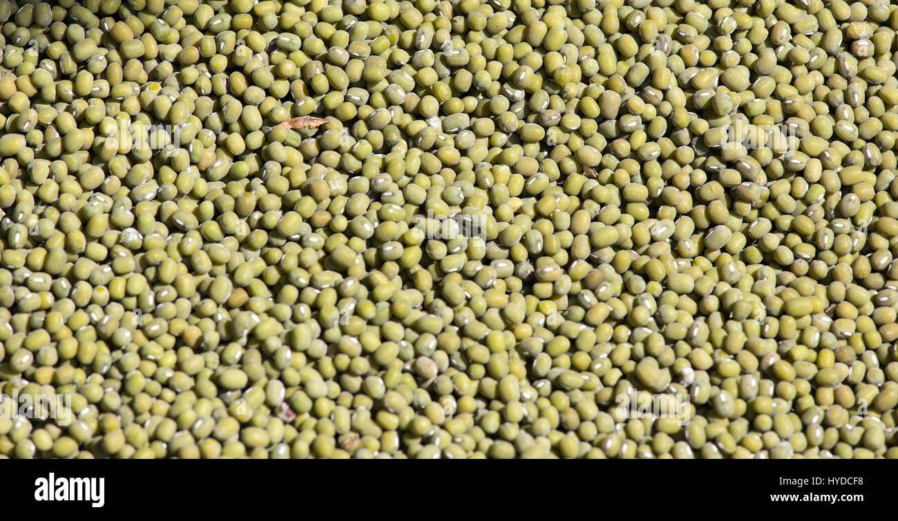 Mung Beans, detailed close-up shot for use as background or as texture Stock Photo