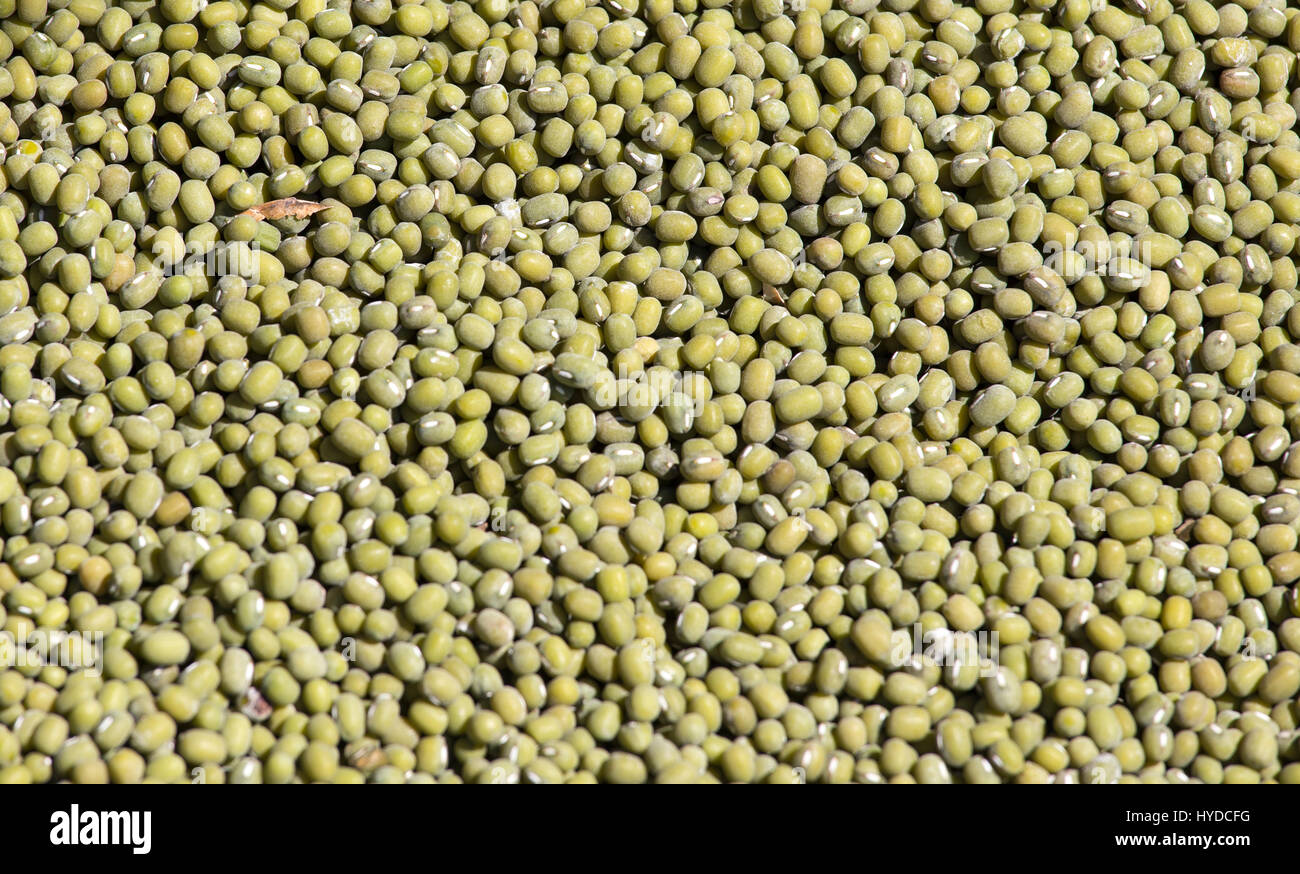 Mung Beans, detailed close-up shot for use as background or as texture Stock Photo