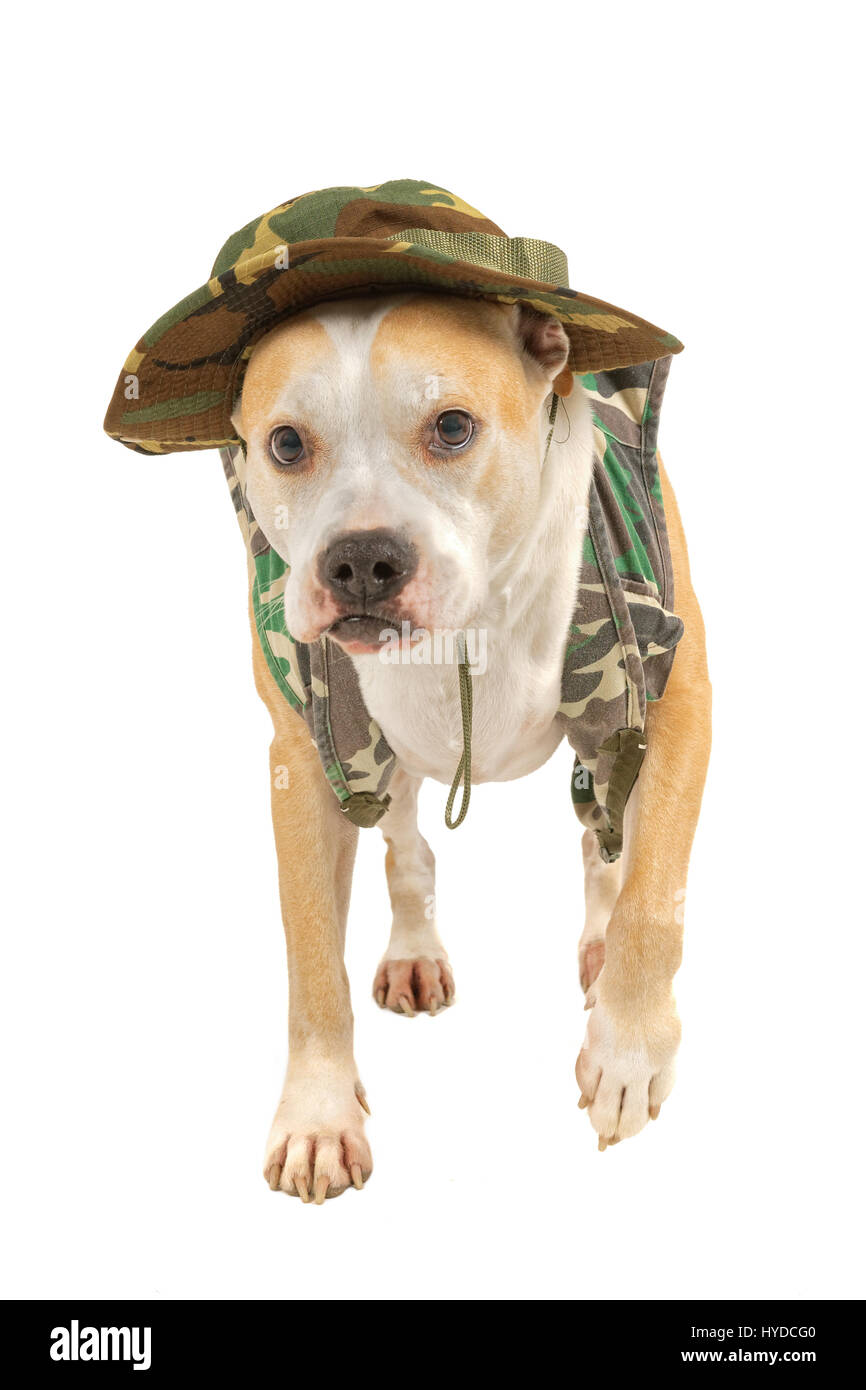 Dog in military attire isolated on a white background Stock Photo