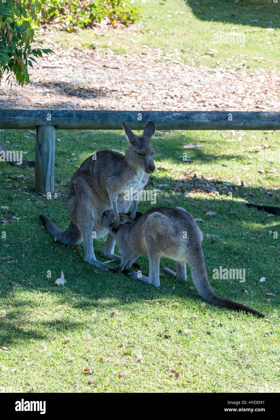 A nursing joey with its mother kangaroo in Australia Stock Photo
