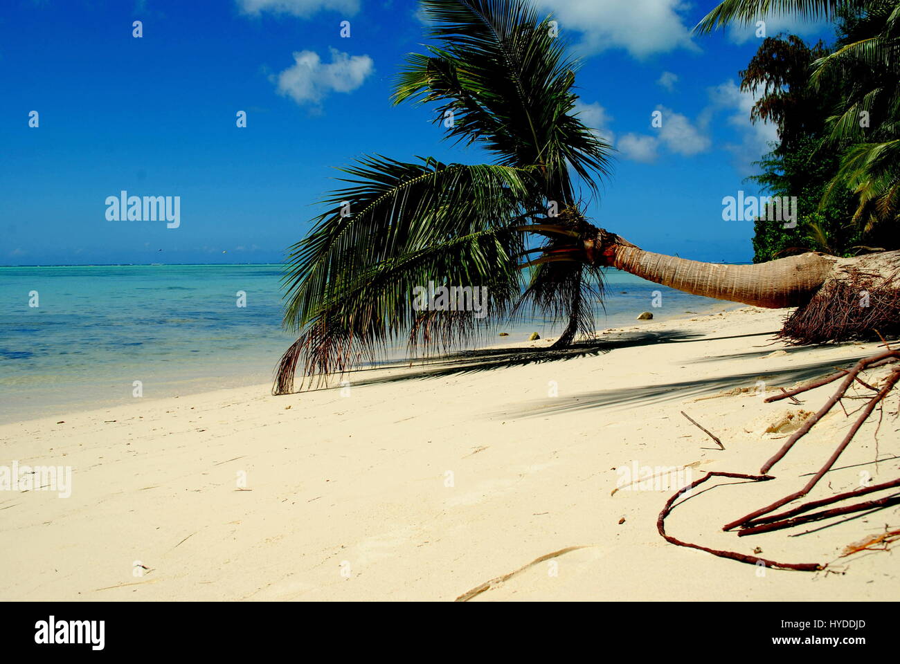 Bent coconut at Micro Beach, Saipan  Micro Beach in Garapan, Saipan is one of the best and most accessible picnic spots for locals and tourists. Stock Photo