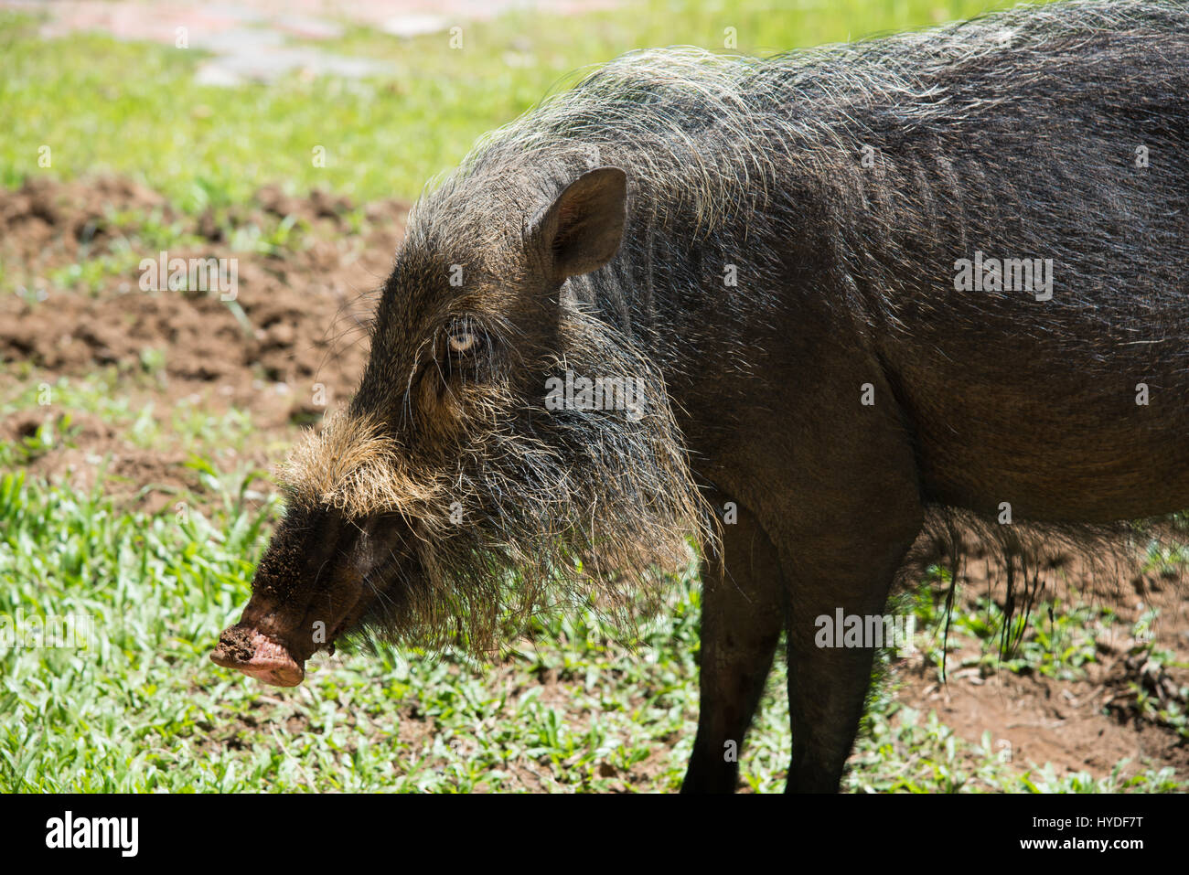 Jungle pig hires stock photography and images Alamy
