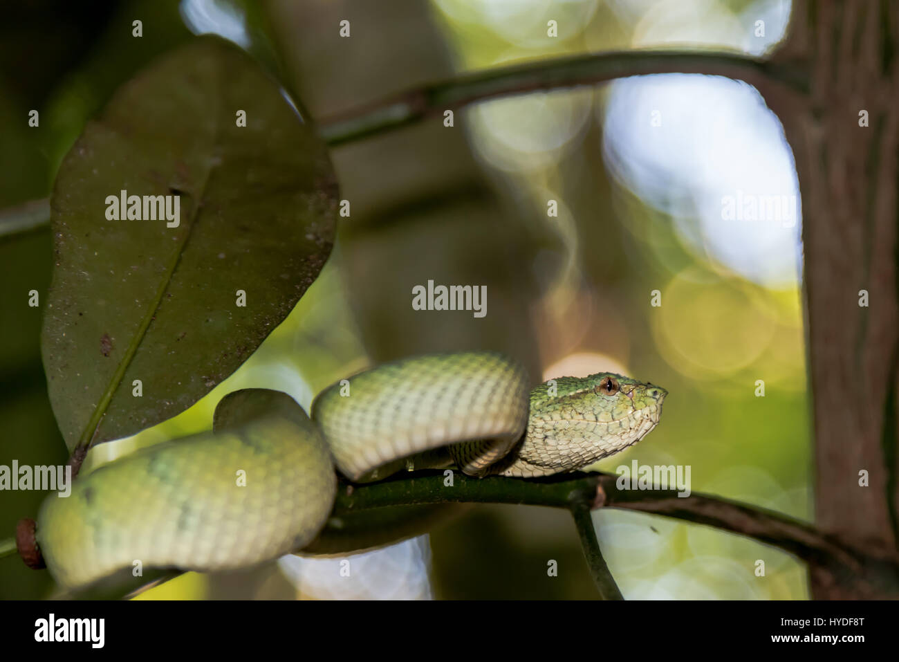 Pit viper Stock Photo