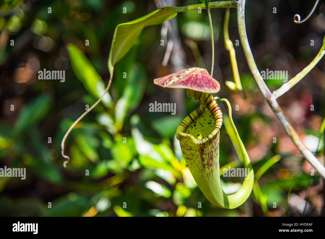carnivorous plants Stock Photo